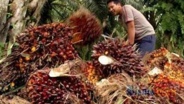 CPO INDONESIA: El Nino Ancam Produksi CPO Turun 5%-10%